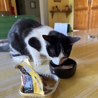 photo de livraison pour Cosa Animalia