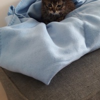 photo de livraison pour Les Chats libres de Fleurance