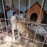 photo de livraison pour Civic Initiative Kane Korzo Skopje