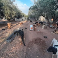 photo de livraison pour Help Adopt Moroccan Animals