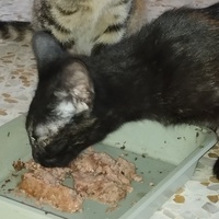 photo de livraison pour Cat Miaou