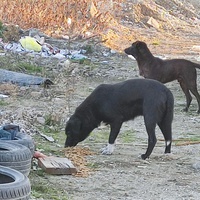 photo de livraison pour Civic Initiative Kane Korzo Skopje