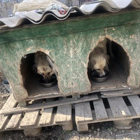 photo de livraison pour Animals voice Macedonia