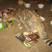 photo de livraison pour Jardin des Chats