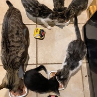 photo de livraison pour Collectif Sauvetage Chatons