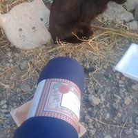 photo de livraison pour Les Chats-Pitresdelavi-Ste