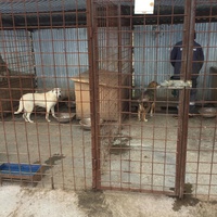photo de livraison pour Save & Hope for Dogs