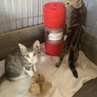 photo de livraison pour Association des Chats Camarguais