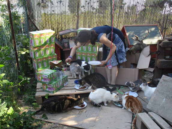 Chats Libres De Beziers Chats Libres De Beziers Animal Webaction Chats Libres De Beziers Chats Libres De Beziers Animal Webaction