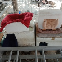 photo de livraison pour Les Chats-Pitresdelavi-Ste