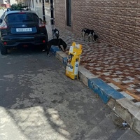 photo de livraison pour Comme Chiens et Chats Maroc