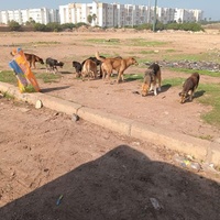 photo de livraison pour Comme Chiens et Chats Maroc