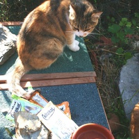 photo de livraison pour Amis des Chats de Port-Vendre