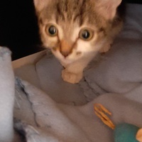 photo de livraison pour Bien vivre avec les Chats Sallélois