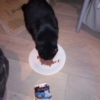 photo de livraison pour Ecole du Chat de Poitiers 