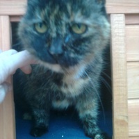 photo de livraison pour L'ANGE Laurence pour les chats