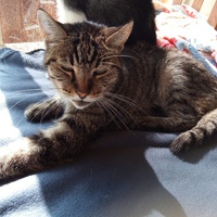 photo de livraison pour Amicale Chats