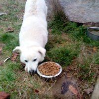 photo de livraison pour Viata Animalelor