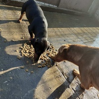 photo de livraison pour Nobody's Dog France