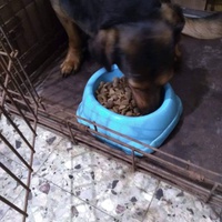 photo de livraison pour Lina's animal rescue