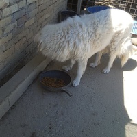 photo de livraison pour Udruženje za zaštitu životinja "Pongo"