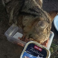photo de livraison pour Les Chats-Pitresdelavi-Ste