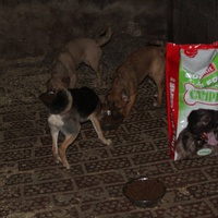 photo de livraison pour Beta Zajecar