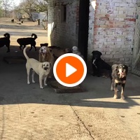 photo de livraison pour Azil Bella