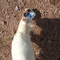 photo de livraison pour 4 Pattes 30