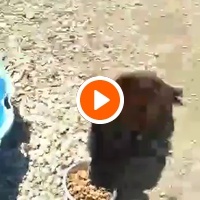 photo de livraison pour Saving Orphaned Souls Sheila's Animal Rescue Mission