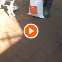 photo de livraison pour Comme Chiens et Chats Maroc