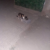 photo de livraison pour Help Adopt Moroccan Animals