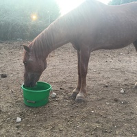 photo de livraison pour Association hippique du Caroux