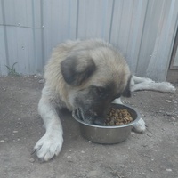 photo de livraison pour Svetlana Bjelogrlic