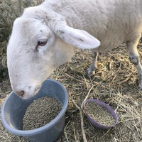 photo de livraison pour Chats Libres de Béziers