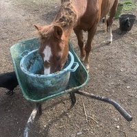photo de livraison pour Espoir au Galop