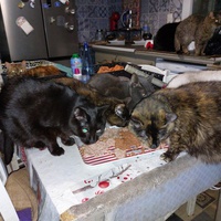photo de livraison pour Les Chats de Cooper