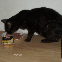 photo de livraison pour Protection Animale Berroise