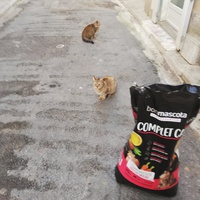 photo de livraison pour Bien vivre avec les Chats Sallélois