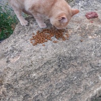 photo de livraison pour L'Ecole du Chat Istreen