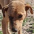 photo animal