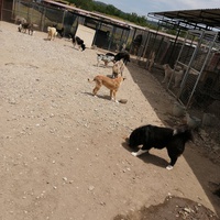 photo de livraison pour Animals voice Macedonia