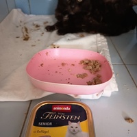 photo de livraison pour L'école du Chat d'Ollioules