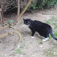 photo de livraison pour Chat de Gout'hier sans Toit