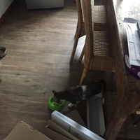 photo de livraison pour Les Chats Libres Condom 32
