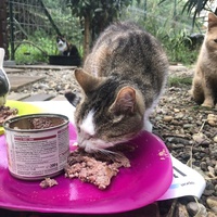 photo de livraison pour Les chats de chez nous