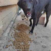 photo de livraison pour Društvo za zaštitu životinja "Bela"