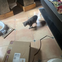 photo de livraison pour Les Chats de Condom 32