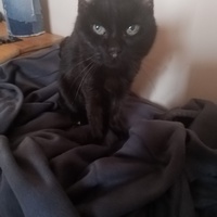 photo de livraison pour Chat de Gout'hier sans Toit