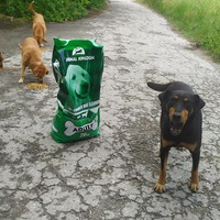 photo de livraison pour Beta Zajecar